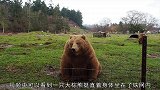 棕熊坐地卖萌要面包，还上演一口叼，棕熊这都是小意思