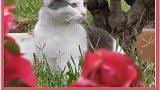 人类，看我！猫咪也会斗鸡眼~