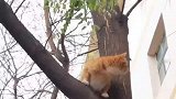 感觉这只喜鹊在玩火，敢在这里调戏猫咪