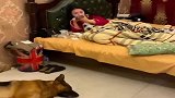 男主人回来晚了，狗狗他的枕头扔到狗窝里，太滑稽了