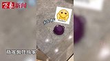 一只猫咪硬是活成了哈士奇，疯狂拆家根本没停过，家都快拆没了