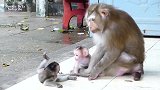 母猴艾莉警告小小猴子不要和艾伯特宝宝玩耍，下手也太重了吧！