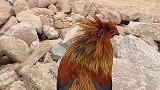 哎呀妈呀，哪来的鸡看给我挠的