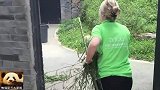 老外来卧龙大熊猫俱乐部当志愿者，给熊猫扫便便，做窝头