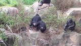 小浣熊误闯猩猩地盘，被猩猩欺负惨了，看完心疼小浣熊