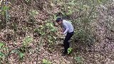 深山野笋疯长，满地的竹笋多到拔不完，都装满了好几个袋子!