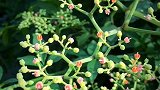 花开不语自芳华