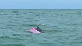 看见粉色海豚代表好运，祝你好运！