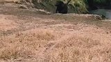 野牛和雄狮狭路相逢，野牛想逃跑还是被抓住了！