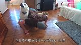 狗狗帮主人锻炼身体，却突然放飞自我