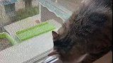 猫主人我去隔壁串串门，中午不回来吃饭了！
