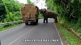 大象守在马路边，疯狂攻击过往车辆，背后原因令人发笑