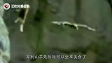 老鹰抓母鸡，没想到母鸡留了一手，这下老鹰悲剧了！