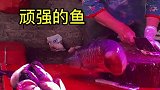 这就是一条鱼的生命力，即使尾巴被砍掉也要挣扎