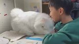 这谁顶得住啊,猫咪撒娇不让小主人写作业