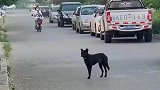 小黑吓唬过路女骑手，看见拍摄者却低下了头