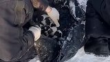 被救的一窝狗狗后续