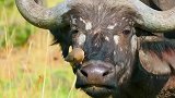 牛椋鸟大战水牛，整个场面凄惨悲壮，结局却令人哭笑不得！