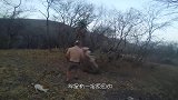 角马和斑马吃食物时，一只角马突然倒地不起，镜头放慢后找到真凶