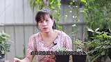 养多肉，枯叶为什么要及时摘掉？看完明白了