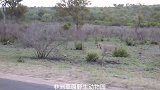 这头水牛很强壮，可是再强壮也抵挡不住4头雄狮的围捕！