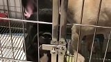 斗牛犬想逃出笼子怕挨打，让别的狗子先出去，这狗简直成精了