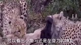 角马妈妈放弃自己的幼崽，任由两只猎豹撕咬，最后小角马被咬死！