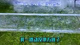 不小心把孔雀鱼苗，扔到了金鱼卵的孵化缸里了，这可咋办？