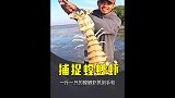 赶海牛人徒手抓螳螂虾，一斤一只的螳螂虾抓到手软，太厉害了