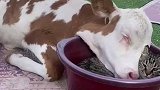 温馨一幕，牛枕着小猫