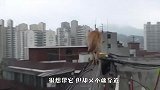 狗狗被丢在屋顶自生自灭，幸得好心人救助，结局太暖了