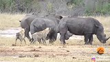 鬣狗攻击犀牛