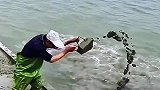 用水泥去喂鱼，这是要干嘛