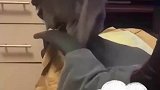 猫咪跳下椅子竟被钩住，下来后一脸惊恐