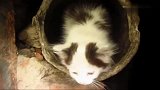 碰到一只流浪猫,直接抱回家喽