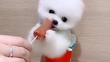 多久没有吃过好吃的了，小爪都在颤抖