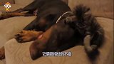 猫咪把狗子玩累了，自己唱起了独角戏，狗子-猫兄悠着点！