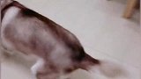 养二哈需谨慎！哈士奇犯起二来很容易伤及无辜