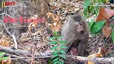 小猴子被电力击中，满嘴是血，惊恐无助的样子看哭了