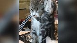 你俩是在玩什么啊，看着傲娇的猫咪，真是一脸无奈啊！