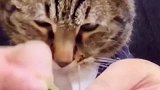 猫咪和主人学习穿针，硬生生被练成了斗鸡眼