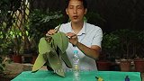 教你繁殖橡皮树，简单高效，生根快