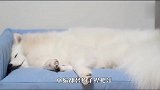 萨摩耶抢了猫咪的床，喵星人看到后，这反应简直了
