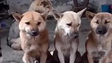 真羡慕这群中华田园犬，围坐在一起，无忧无虑的