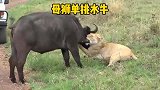 母狮单挑成年水牛，体型庞大的水牛是母狮的对手吗？