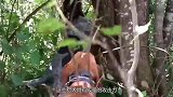 怀孕的美洲狮被猎犬包围，和猎犬一起坠崖，镜头拍下惊险过程！
