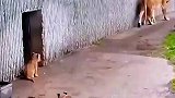 狮子爸爸趁母狮不注意揍孩子，结果悲剧了