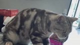 猫：按摩时间快到了，快点给小鱼干啊！