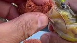 这好像是在用它打窝吧