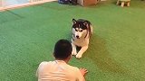 看看别人家的哈士奇多聪明，会跟主人做同步瑜伽
